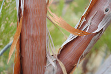 Load image into Gallery viewer, Adenostoma sparsifolium- Red Shanks
