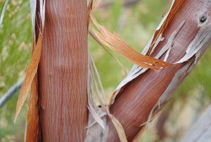 Adenostoma sparsifolium- Red Shanks