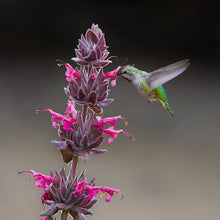 Load image into Gallery viewer, Salvia spathacea - Hummingbird Sage
