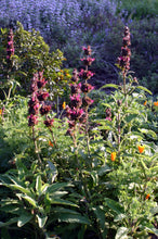 Load image into Gallery viewer, Salvia spathacea - Hummingbird Sage
