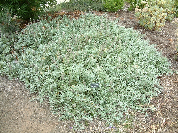 Salvia leucophylla 'Point Sal Spreader' – Santa Barbara Botanic Garden