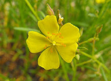 Load image into Gallery viewer, Crocanthemum scoparium- Common Sun Rose
