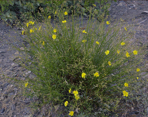 Crocanthemum scoparium- Common Sun Rose