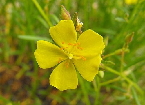 Crocanthemum scoparium- Common Sun Rose