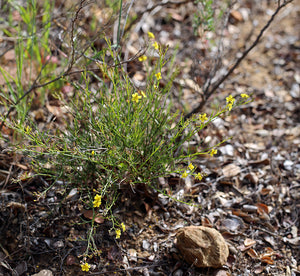 Crocanthemum scoparium- Common Sun Rose