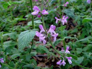 Stachys bullata - Wood Mint