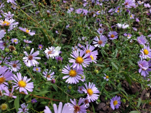 Symphyotrichum chilense 'Purple Haze' - Purple Haze Coast Aster