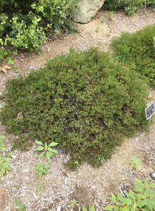 Arctostaphylos hookeri 'Buxifolia' - Buxifolia Manzanita