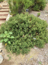 Load image into Gallery viewer, Arctostaphylos pumila &#39;Wavelength&#39; - Wavelength Sandmat Manzanita
