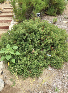 Arctostaphylos pumila 'Wavelength' - Wavelength Sandmat Manzanita