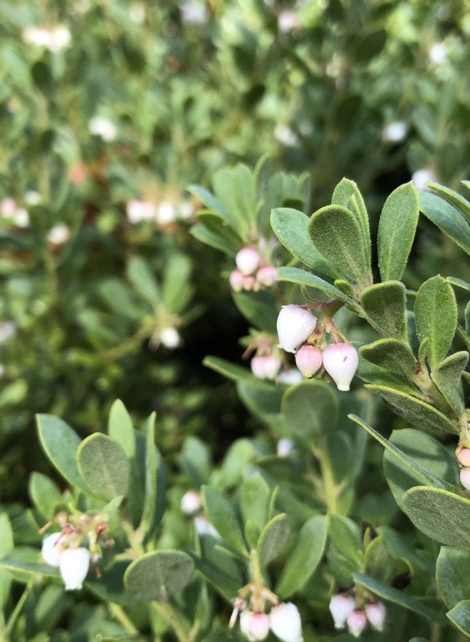 Arctostaphylos pumila 'Wavelength' - Wavelength Sandmat Manzanita