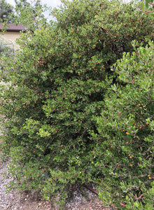 Arctostaphylos purissima 'Vandenberg' - Vandenberg Manzanita