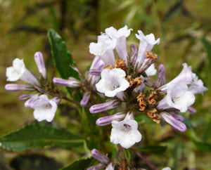 Eriodictyon californicum - Yerba Santa