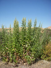 Load image into Gallery viewer, Artemisia douglasiana - Mugwort
