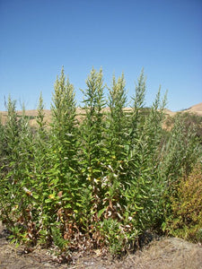 Artemisia douglasiana - Mugwort