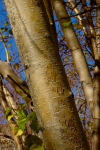 Betula occidentalis - Water Birch