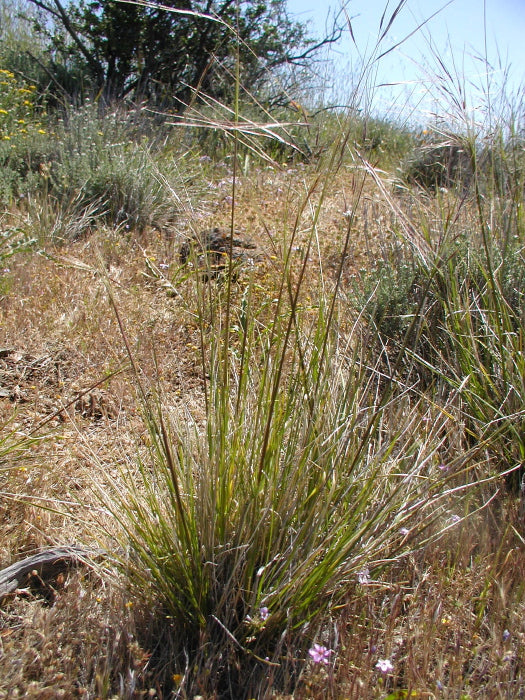 Stipa pulchra - Purple Needlegrass