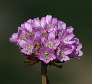 Armeria maritima - Pink Sea Thrift