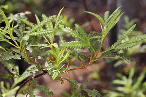 Lyonothamnus floribundus ssp. aspleniifolius - Santa Cruz Island Ironwood