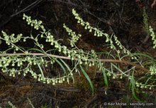 Load image into Gallery viewer, Artemisia palmeri - San Diego Sagewort
