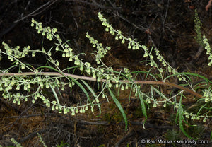 Artemisia palmeri - San Diego Sagewort