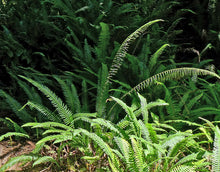 Load image into Gallery viewer, Blechnum spicant - Deer Fern
