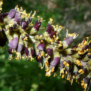 Amorpha fruticosa - Western False Indigo