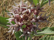 Load image into Gallery viewer, Asclepias speciosa - Showy Milkweed
