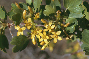 Ribes aureum - Golden Currant