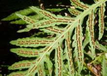 Load image into Gallery viewer, Woodwardia fimbriata - Giant Chain Fern
