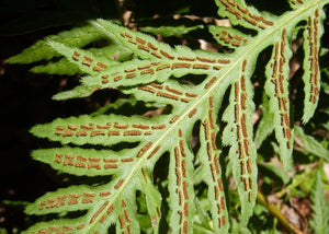 Woodwardia fimbriata - Giant Chain Fern