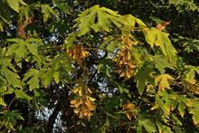 Load image into Gallery viewer, Acer macrophyllum - Big Leaf Maple
