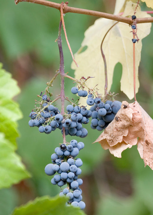 Vitis girdiana - Desert Wild Grape