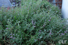 Load image into Gallery viewer, Salvia leucophylla &#39;Amethyst Bluff&#39; - Amethyst Bluff Sage
