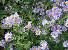 Load image into Gallery viewer, Symphyotrichum chilense - California Aster
