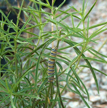 Load image into Gallery viewer, Asclepias fascicularis - Narrowleaf Milkweed
