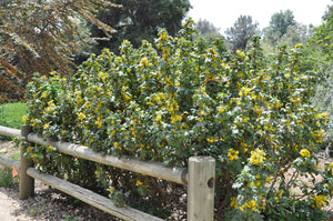 Berberis 'Golden Abundance' - Golden Abundance Oregon Grape