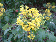 Load image into Gallery viewer, Berberis &#39;Golden Abundance&#39; - Golden Abundance Oregon Grape
