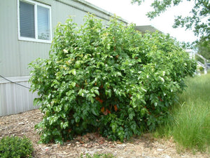 Berberis 'Golden Abundance' - Golden Abundance Oregon Grape