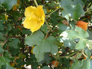 Fremontodendron 'Pacific Sunset' - Pacific Sunset Flannelbush