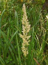 Load image into Gallery viewer, Calamagrostis nutkaensis - Pacific Reed Grass
