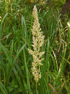 Calamagrostis nutkaensis - Pacific Reed Grass