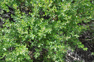 Baccharis pilularis 'Pigeon Point' - Pigeon Point Coyote Bush