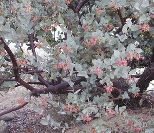 Arctostaphylos 'Lester Rowntree' - Lester Rowntree Manzanita