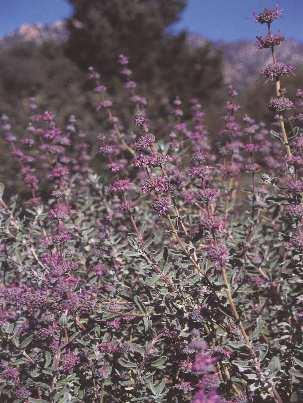 Salvia leucophylla 'Amethyst Bluff' - Amethyst Bluff Sage