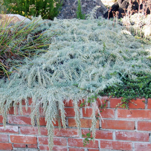 Artemisia californica 'Canyon Gray' - Canyon Gray Sagebrush