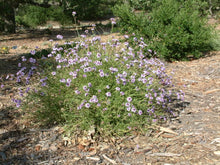 Load image into Gallery viewer, Verbena lilacina &#39;Paseo Rancho&#39; - Paseo Rancho Lilac Verbena

