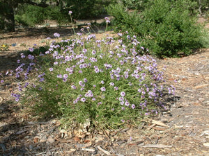 Verbena lilacina 'Paseo Rancho' - Paseo Rancho Lilac Verbena