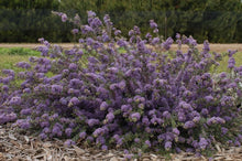 Load image into Gallery viewer, Ceanothus maritimus &#39;Valley Violet&#39; - Valley Violet Mountain Lilac
