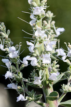 Load image into Gallery viewer, Salvia apiana var. compacta - Compact White Sage
